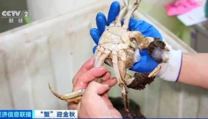 平均月收入约2万元！30年工作经验“金牌挑蟹师”如何选螃蟹？