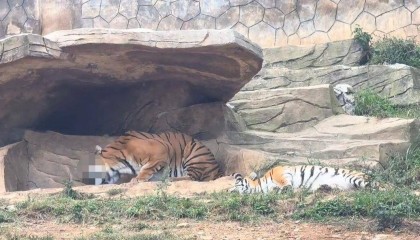 云南一动物园老虎吞食刚生下的幼崽，网友称“不是虎毒不食子吗”，动物园和专家回应