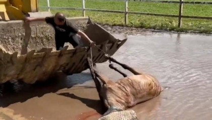 河北坝上草原被撞死“貂蝉”马主发声：游客已赔马钱，市场价4万元