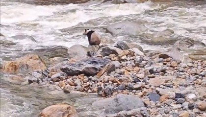 游客在陕西龙吟峡偶遇大熊猫过河，景区：系纯野生秦岭大熊猫，今年首次发现
