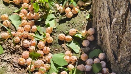 不要捡！不要吃！南京街头正出现