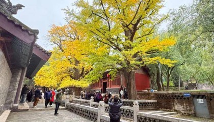 晋祠银杏披“金甲” 满园秋色醉游人