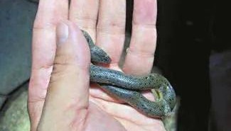 广州已进入蛇伤高发季节，保命锦囊→