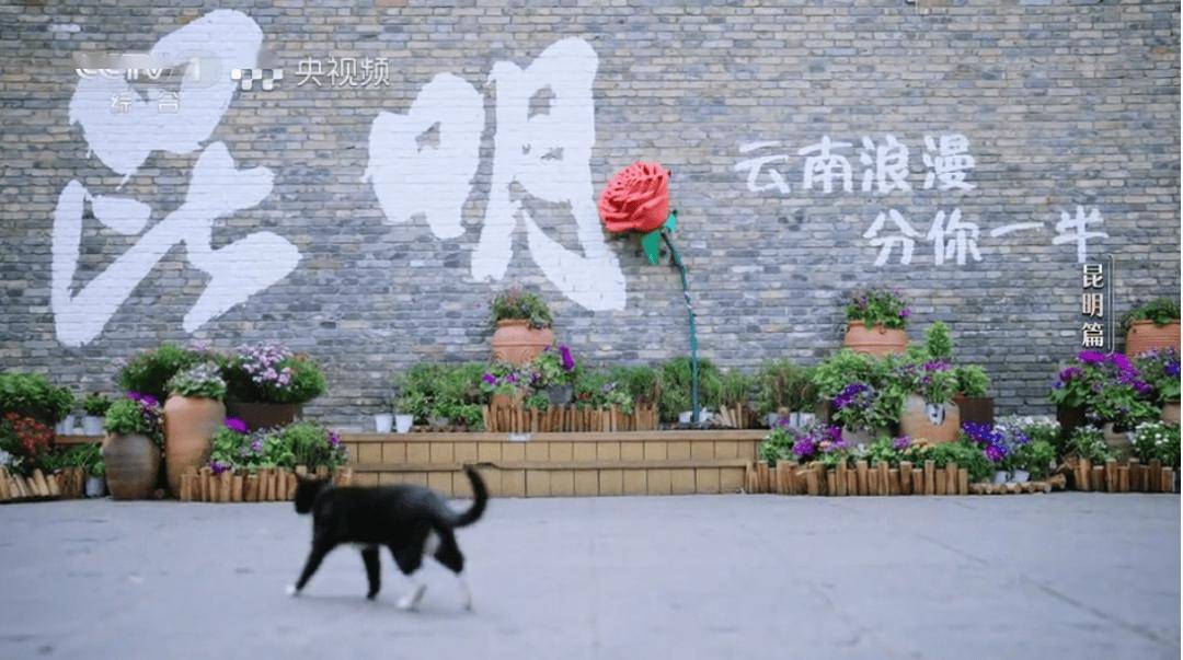 板扎！央视一套黄金时段86分钟聚焦昆明！