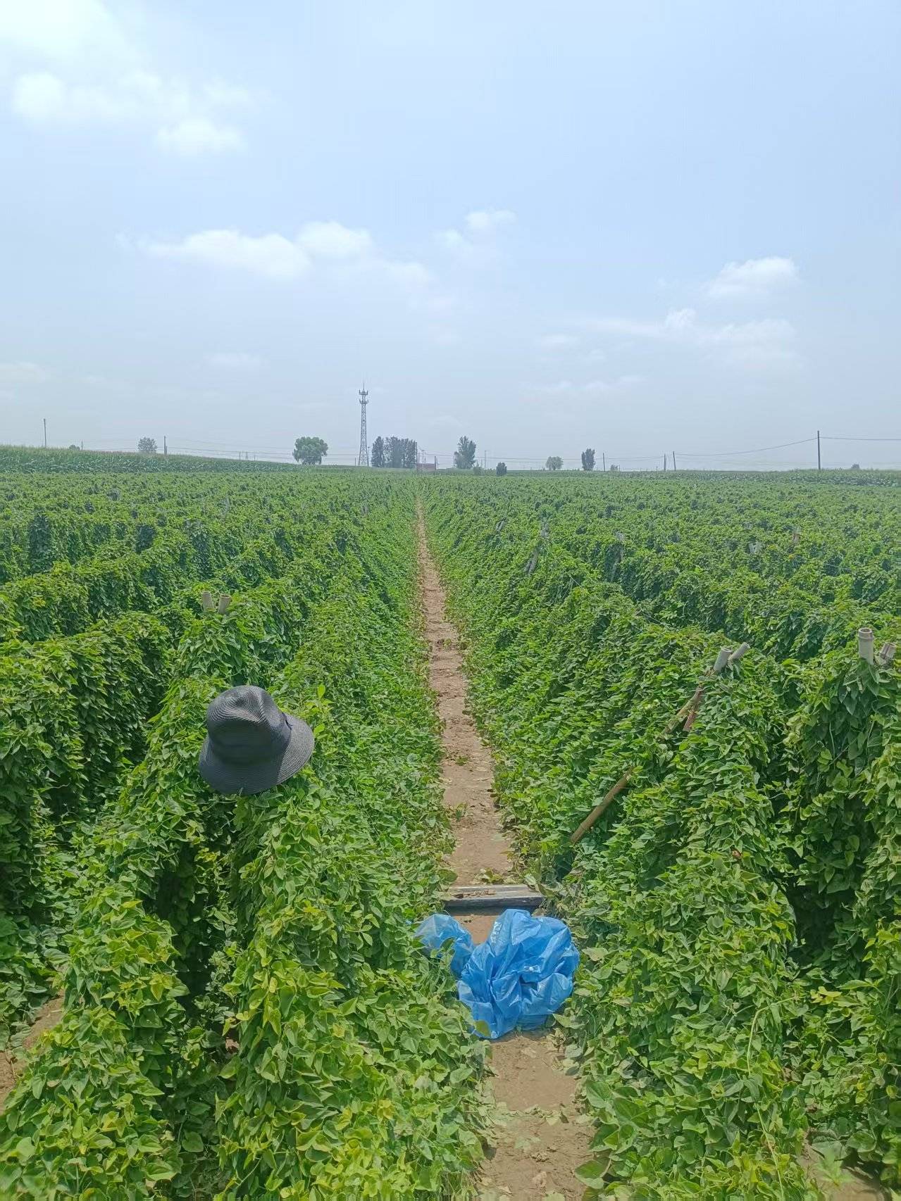 河南一对兄弟自家农田触电身亡,家属发声!当地:依法诉讼解决,绝不回避责任