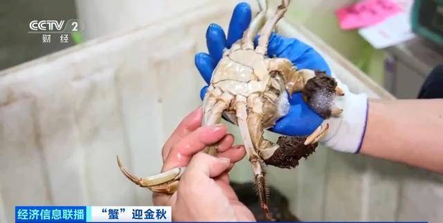 平均月收入约2万元!30年工作经验“金牌挑蟹师”如何选螃蟹?