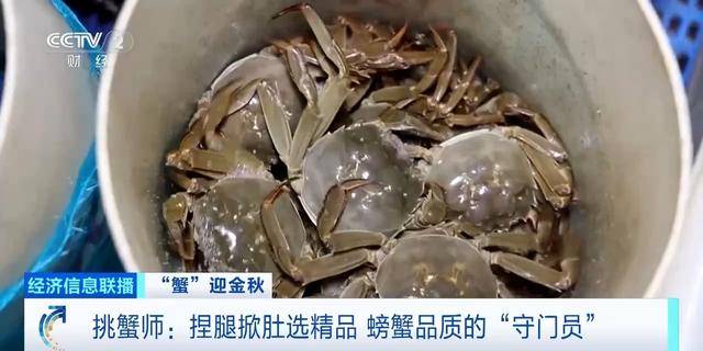 平均月收入约2万元!30年工作经验“金牌挑蟹师”如何选螃蟹?