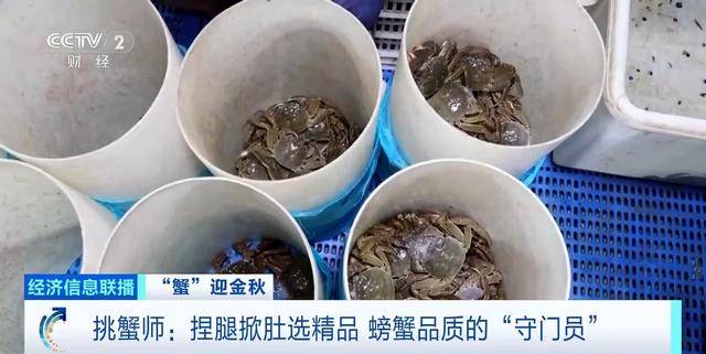平均月收入约2万元!30年工作经验“金牌挑蟹师”如何选螃蟹?