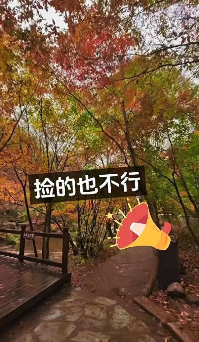 辽宁一景区禁止游客捡枫叶，手持枫叶也不行，工作人员：为保护自然环境