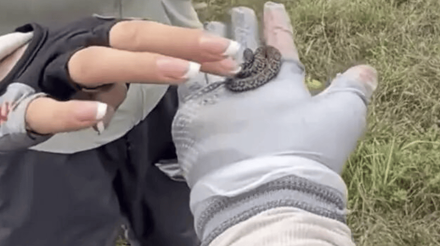 后怕！驴友爬山捡到幼蛇轮流抚摸，专家：有剧毒