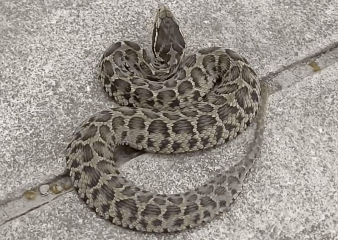 后怕！驴友爬山捡到幼蛇轮流抚摸，专家：有剧毒