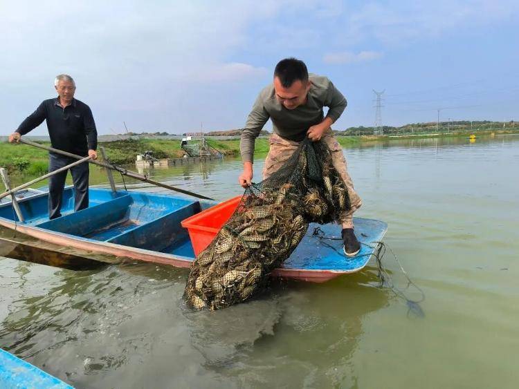 武汉江夏一地大闸蟹大量上市,日产1000斤当天售完,每只螃蟹有自己的“身份证”,吃深海小黄鱼长大