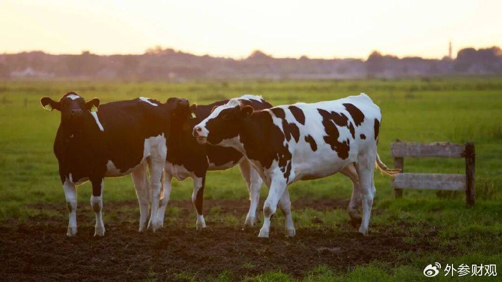 当液态奶触达天花板：伊利的下一个“金典”在哪里？