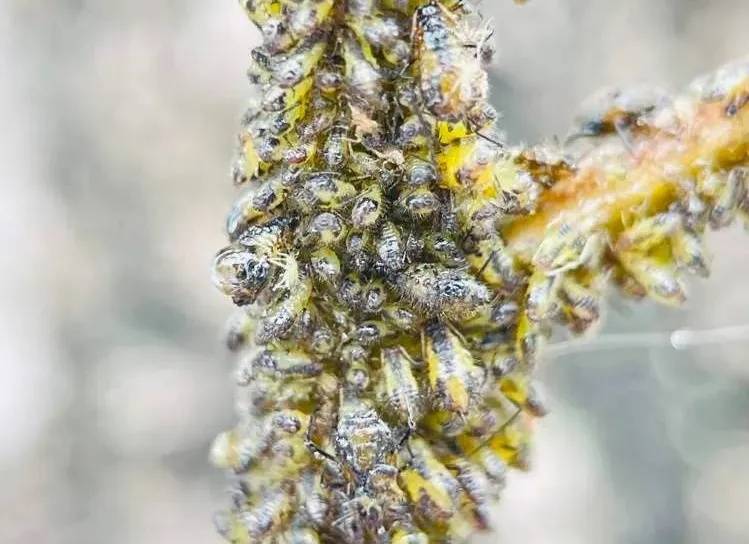 太恶心！上海街头大量出现！地上、车上、鞋上全都黏糊糊的！网友傻眼：根本擦不干净